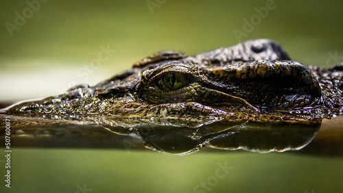 An eye of a crocodille.