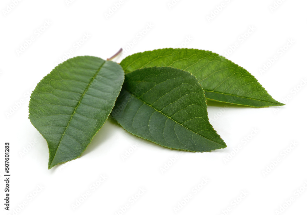 Fototapeta premium Green leaves of cherry.