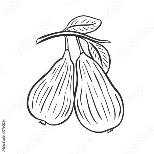 Pair of pears on branch with foliage sketch. Hand engraving black pears on white background isolated vector. Fruit contour. Healthy organic food illustration © Татьяна Клименкова