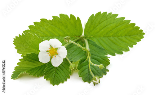 Strawberry flower and leaves.