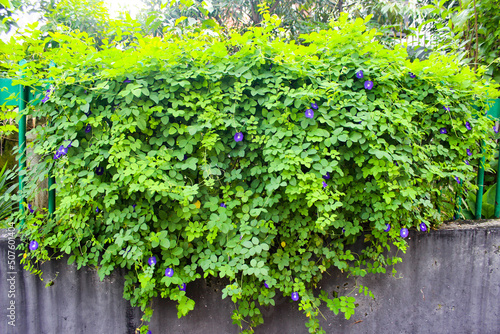 Butterfly Pea Flower (Clitoria ternatea) or pigeonwings. Green Bush Background