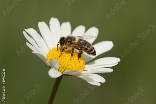 A forest bee collects nectar on a daisy © venars.original