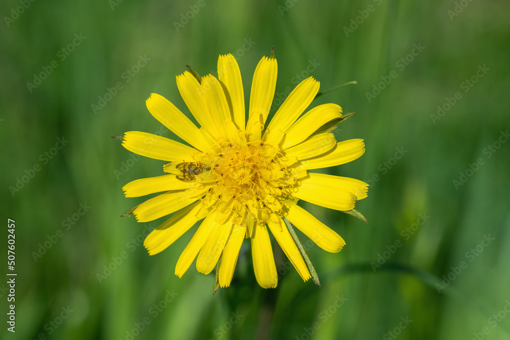 Obraz premium Closeup of a yellow meadow salsify blossom (Genus Tragopogon).