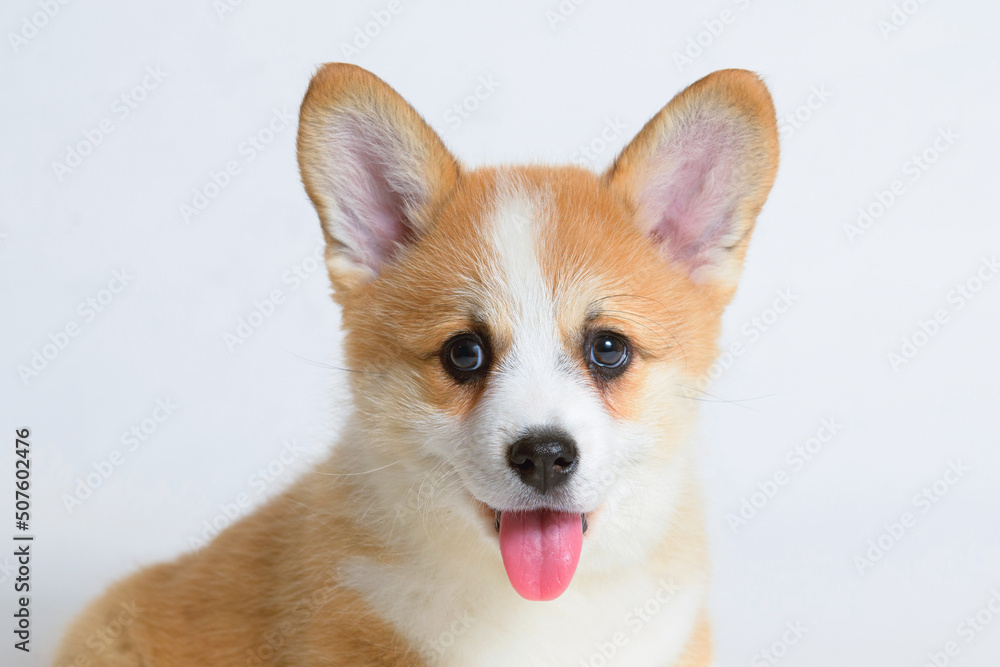 Portrait of cute puppy corgi. Little smiling dog on gray background. Free space for text. Dog for advertising tape.