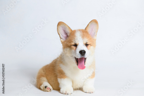 Portrait of cute puppy corgi. Little smiling dog on gray background. Free space for text. Dog for advertising tape.