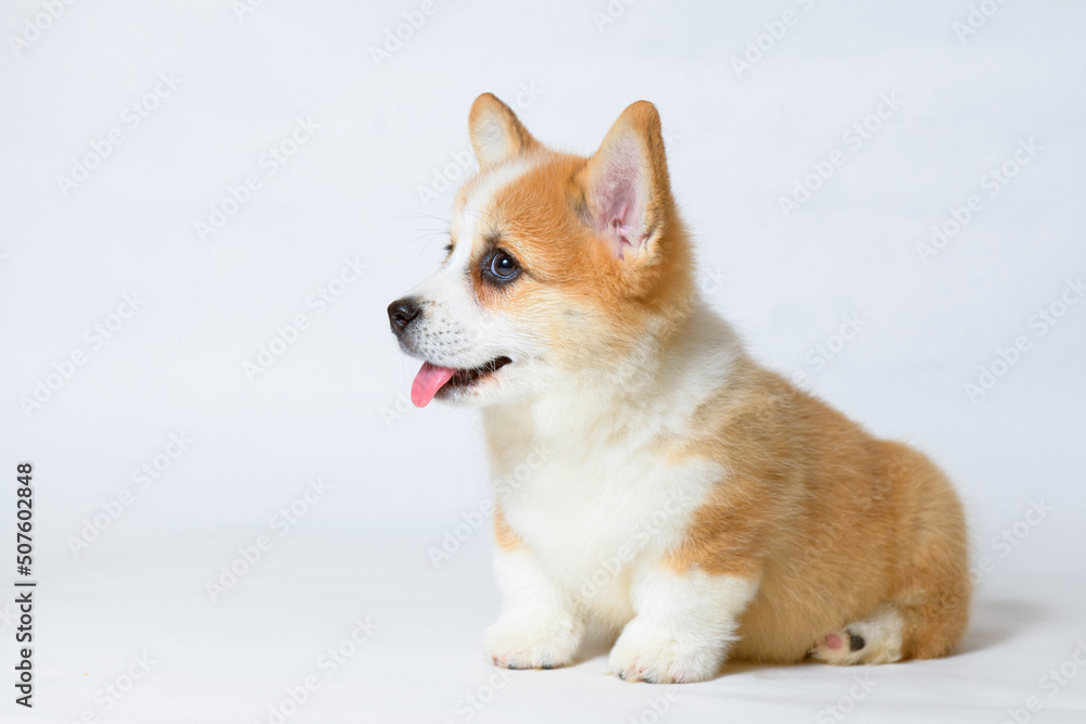 Portrait of cute puppy corgi. Little smiling dog on gray background. Free space for text. Dog for advertising tape. Portrait of cute puppy corgi. Little smiling dog on gray background. Free space for text. Dog for advertising tape.