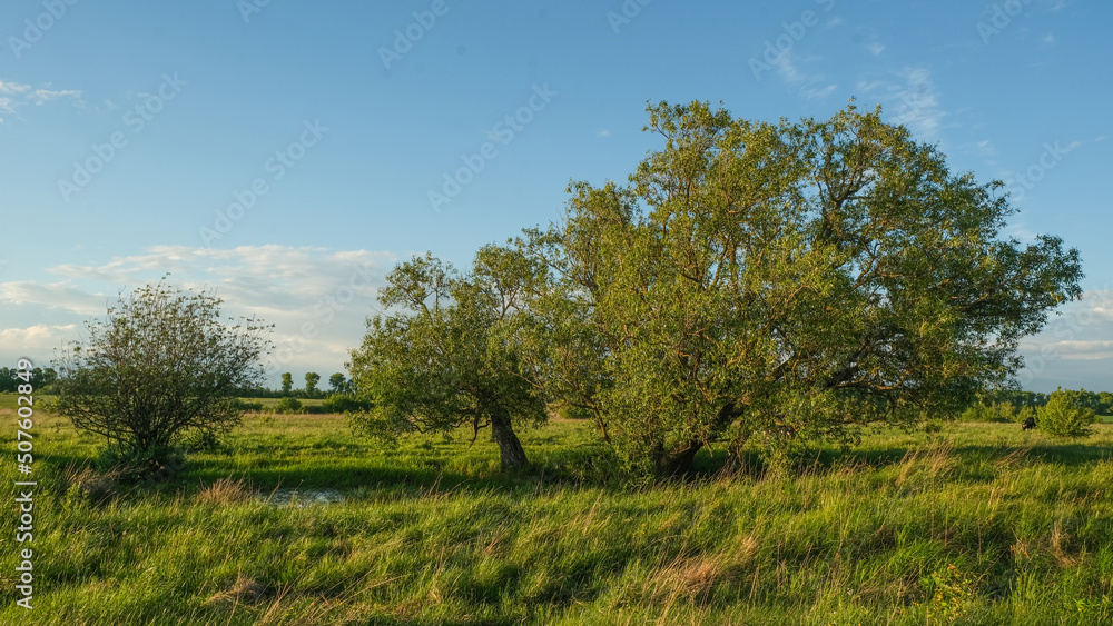 Landscape with beautiful tree and blue sky.