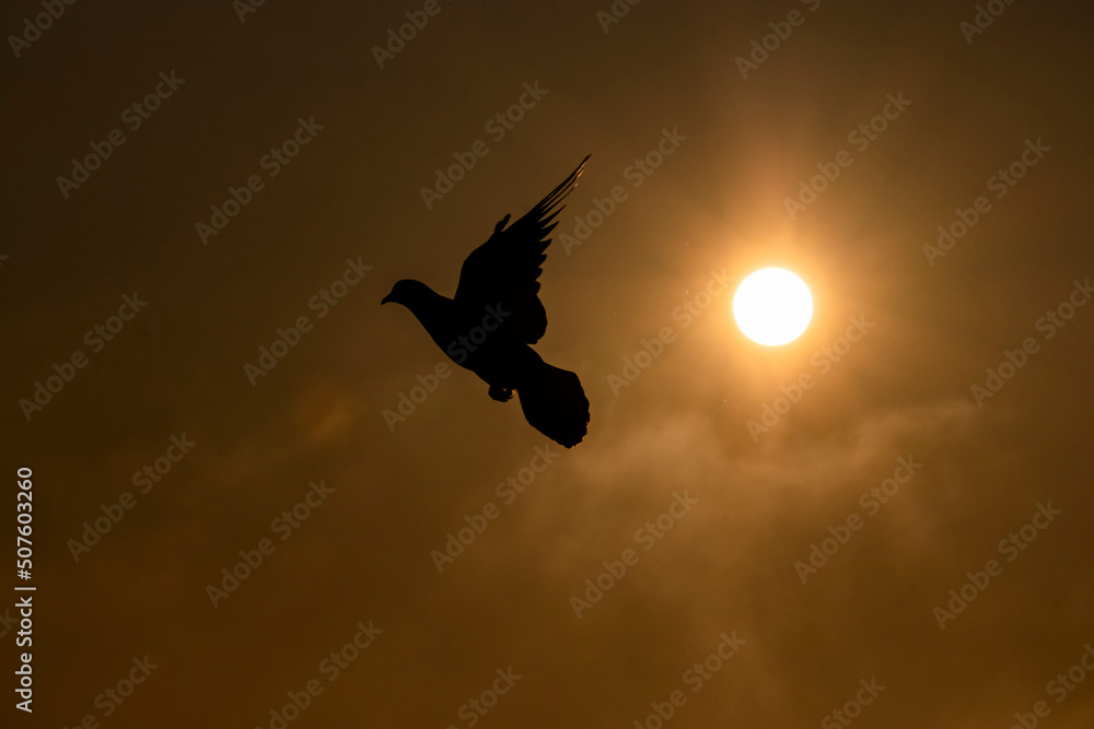 Fototapeta premium sunrise bird flying