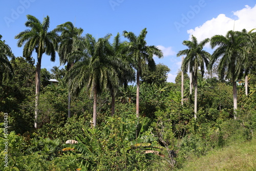 Canvas Print Tropical forest near Baracoa, Cuba