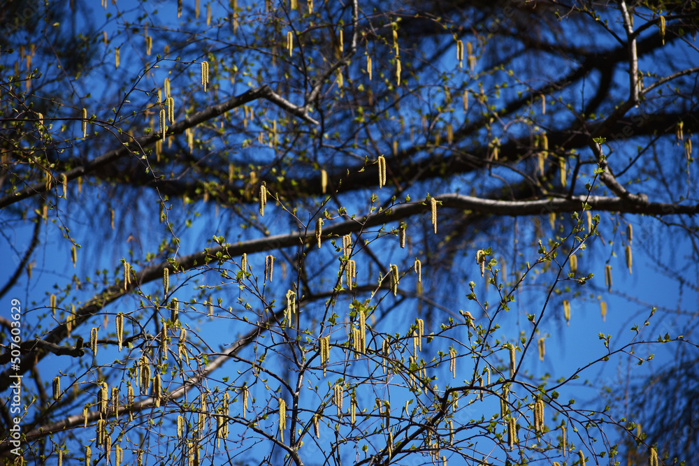 Obraz premium The soothing movement and the abstract composition of the early spring trees in Sapporo Japan