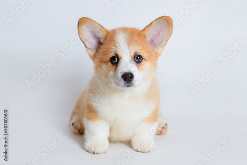 Portrait of cute puppy corgi. Little smiling dog on gray background. Free space for text. Dog for advertising tape.