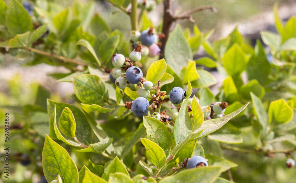 Ripe blueberry berries grow at the plants Ripe blueberry berries grow at the plants