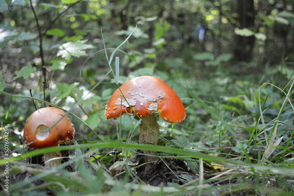 Forest landscape with two fly agarics on the foreground. Forest landscape with two fly agarics on the foreground.