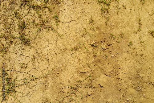 Cracked dry ground with some vegetation © Vladimir