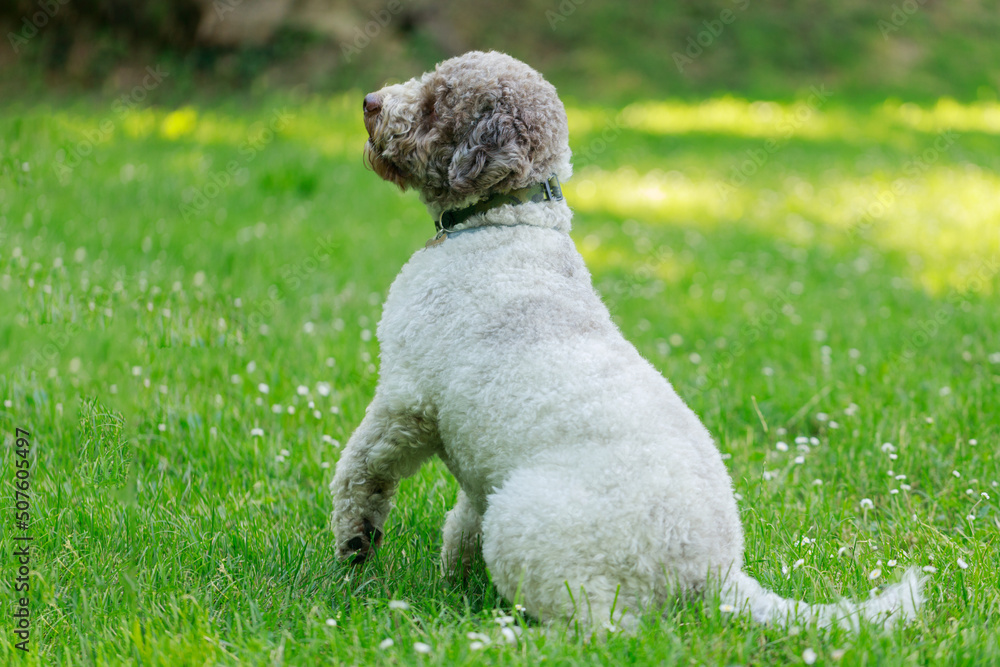Cute little dog walking on the grass in the park.