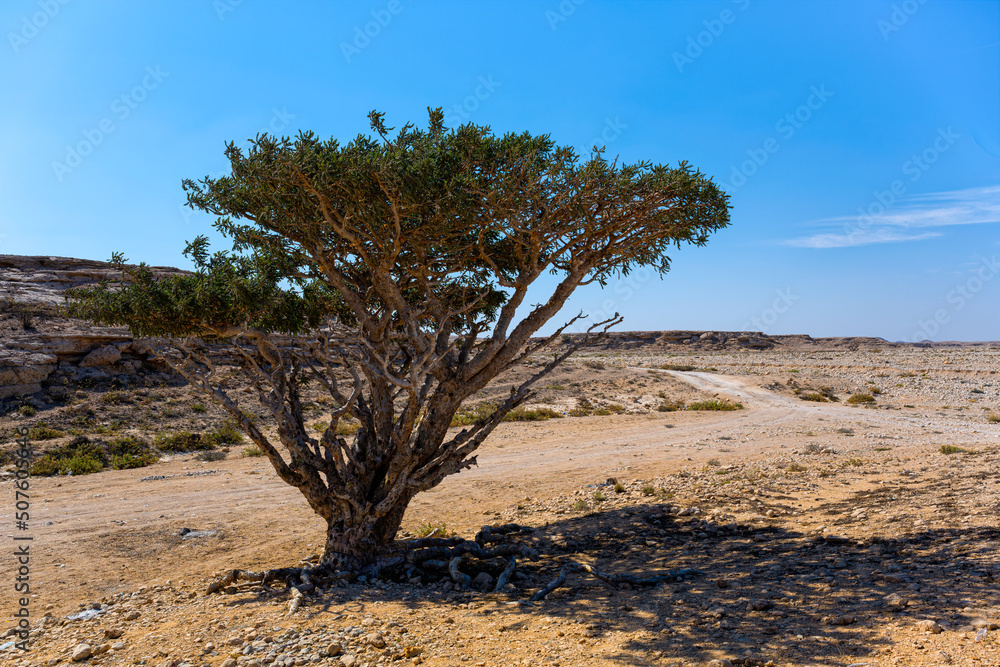 Frankincense tree Frankincense tree