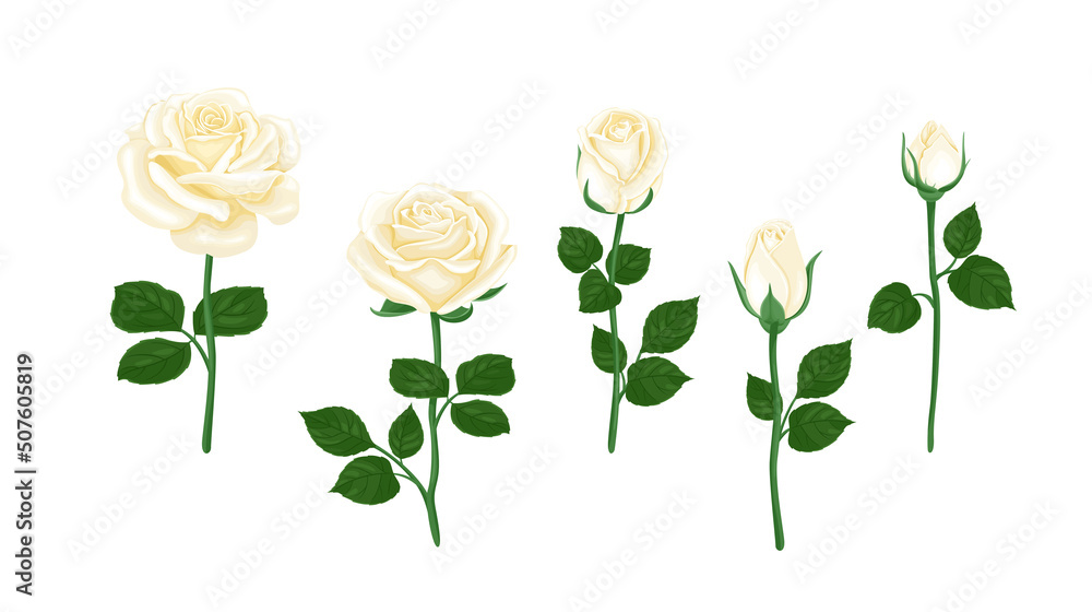 White rose flowers set. Vector floral illustration in cartoon flat