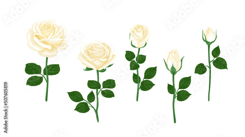 White rose flowers set. Vector floral illustration in cartoon flat style.