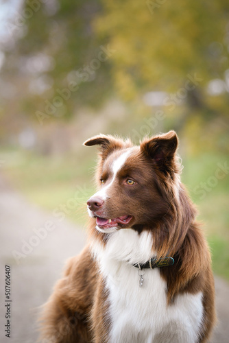 Autumn face of border collie. He is so cute in the leaves. He has so lovely face.