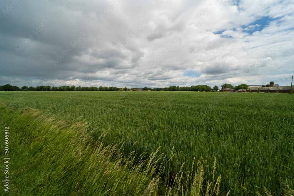Agricultural field in the area of Kinrooi, Belgium near the dutch border