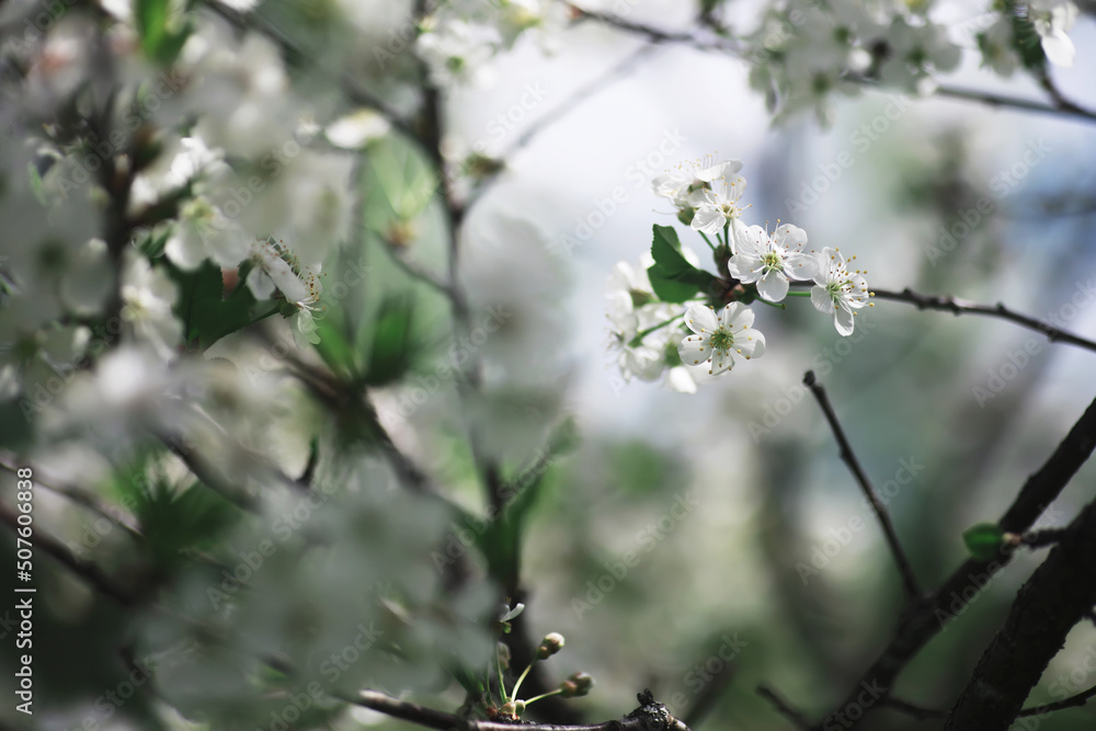 White flowers on a green bush. The white rose is blooming. Spring cherry apple blossom. White flowers on a green bush. The white rose is blooming. Spring cherry apple blossom.