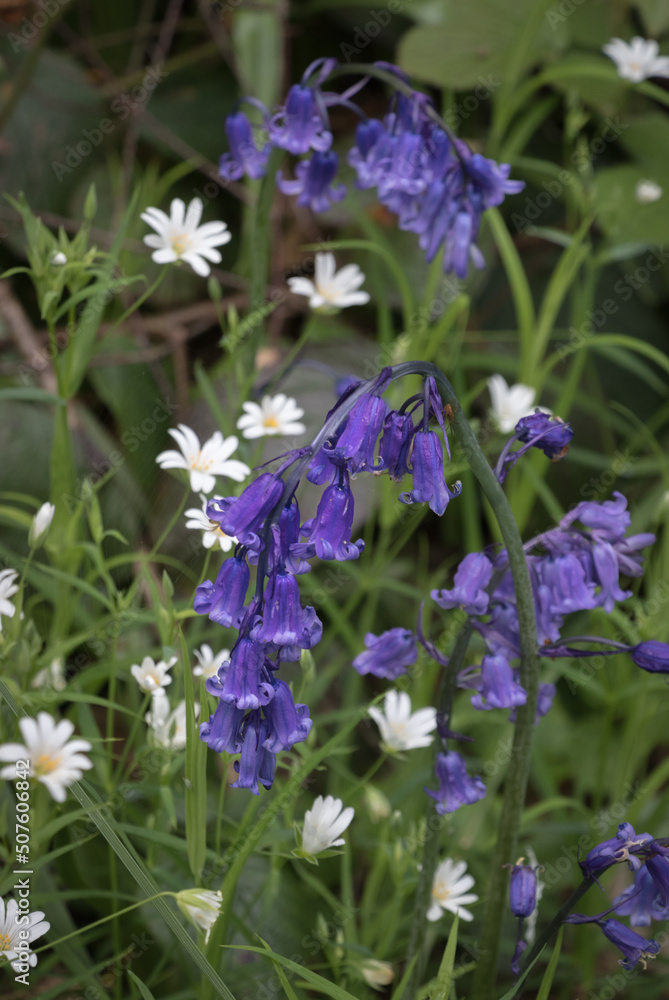 Bluebells and stitchwort flowers in a woodland Bluebells and stitchwort flowers in a woodland