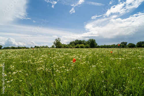 Agricultural field in the area of Kinrooi, Belgium near the dutch border photo