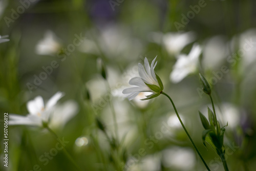 Close up of greater stitchwort flower in a wood