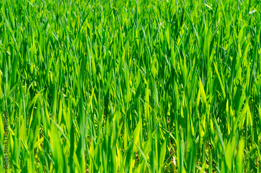 Summer green grass closeup. Large leaves. Agricultural field with plants in the sun. Background for graphic design of agro booklet.