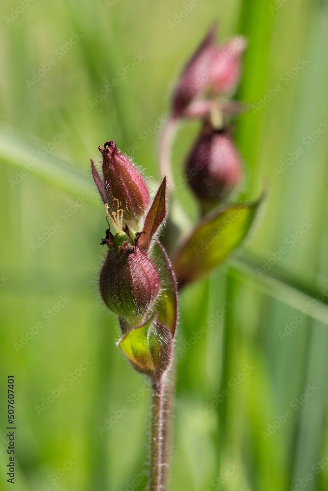 Knospen einer Lichtnelke