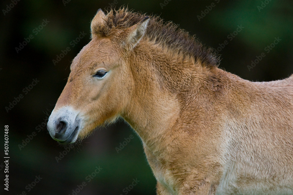 Przewalski's Wild Horse (Equus przewalskii)
