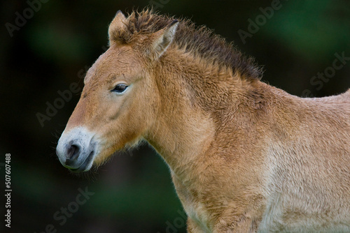 Przewalski s Wild Horse  Equus przewalskii 