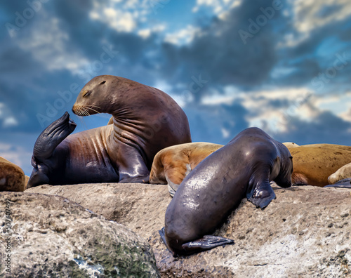 Sea lions are resting on the rookery.