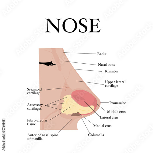 Visual aid of human nose anatomy and Otolaryngology.Structure of nasal cavity.Side view of nose anatomy model with captions. Infographic design for educational poster.Vector illustration flat design