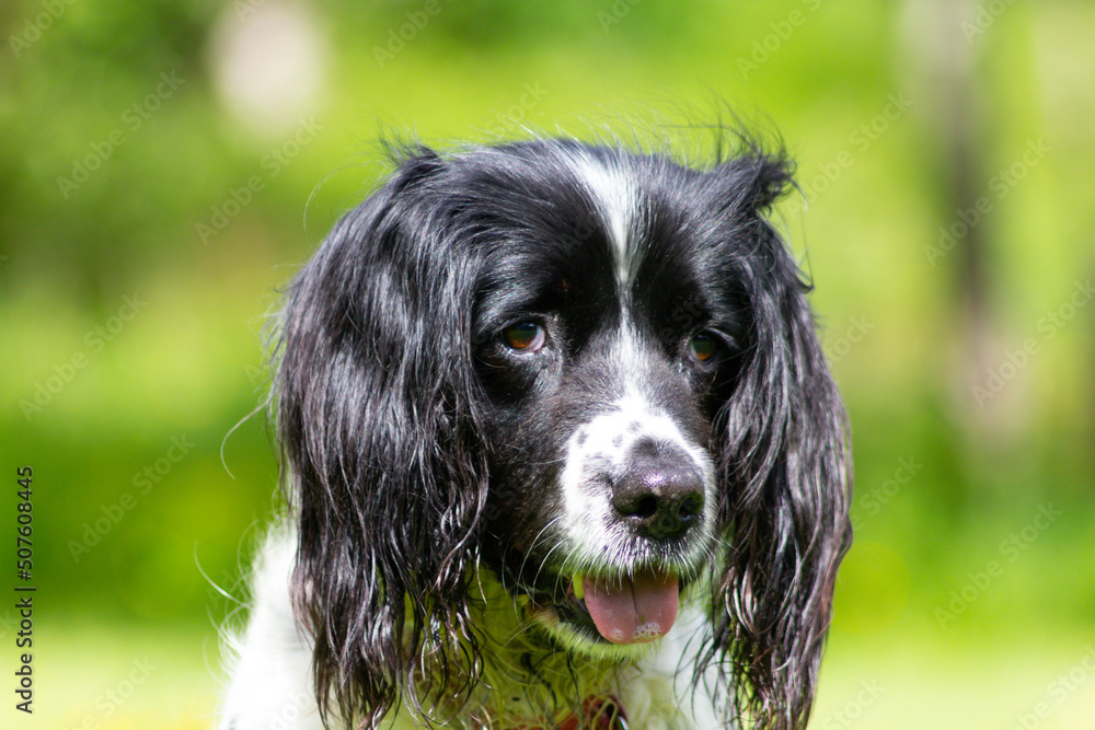 Close up shot of beautiful elderly black and white spaniel dog sitting outdoors on a sunny day in rural England. Close up shot of beautiful elderly black and white spaniel dog sitting outdoors on a sunny day in rural England.