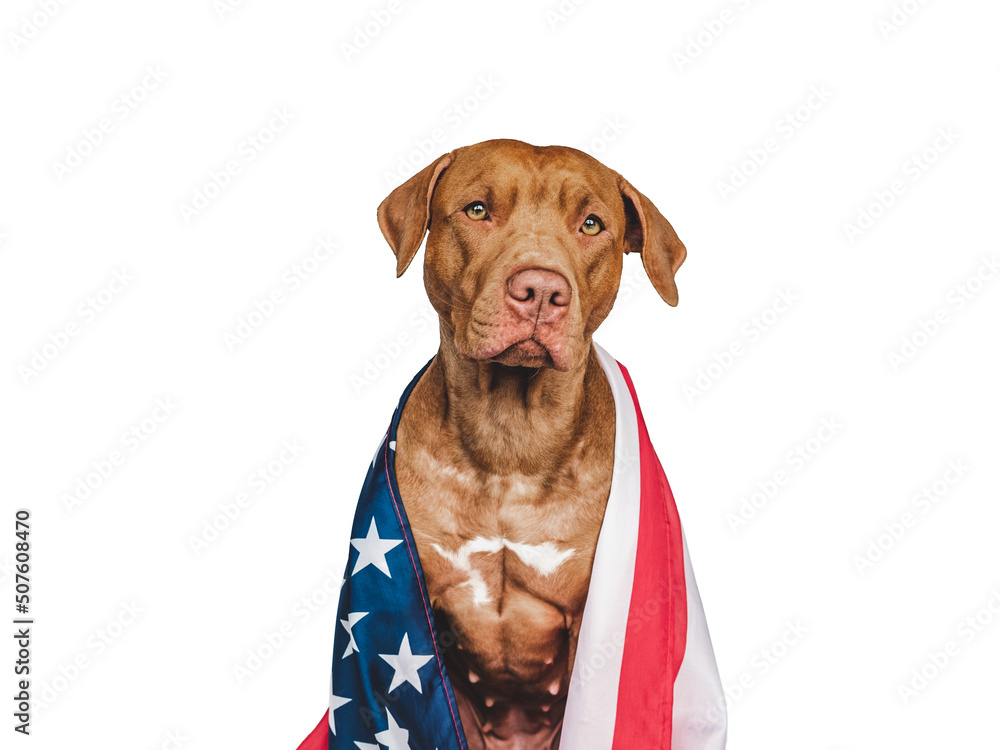 Lovable, pretty dog and American Flag. Closeup, indoors. Studio photo. Congratulations for family, loved ones, relatives, friends and colleagues. Pets care concept Lovable, pretty dog and American Flag. Closeup, indoors. Studio photo. Congratulations for family, loved ones, relatives, friends and colleagues. Pets care concept