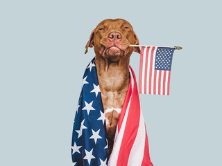 Lovable, pretty dog and American Flag. Closeup, indoors. Studio photo. Congratulations for family, loved ones, relatives, friends and colleagues. Pets care concept