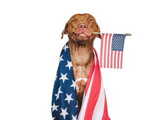 Lovable, pretty dog and American Flag. Closeup, indoors. Studio photo. Congratulations for family, loved ones, relatives, friends and colleagues. Pets care concept