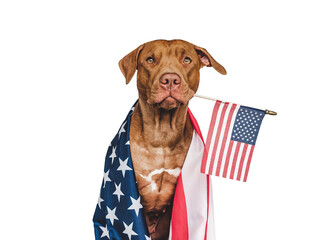 Lovable, pretty dog and American Flag. Closeup, indoors. Studio photo. Congratulations for family, loved ones, relatives, friends and colleagues. Pets care concept