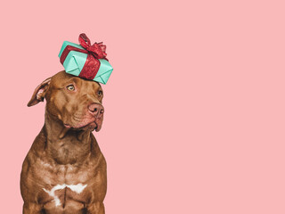Lovable, pretty puppy and bright gift box. Close-up, indoors, studio photo. Day light. Concept of care, education, obedience training and raising pets