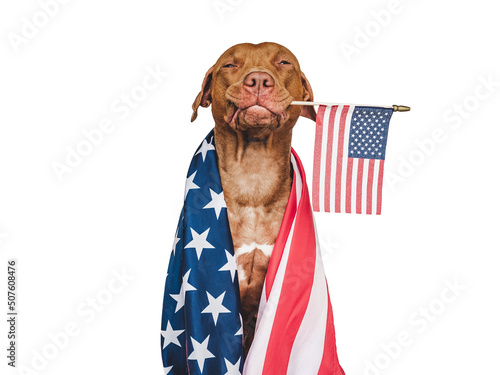 Photography Lovable, pretty dog and American Flag
