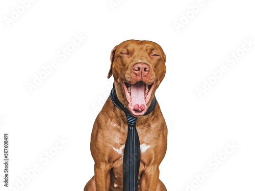 Lovable  pretty brown puppy and tie. Close-up  indoors. Day light. Concept of care  education  obedience training and raising pets