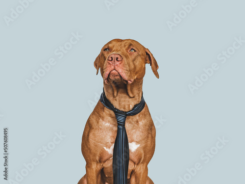 Lovable, pretty brown puppy and tie. Close-up, indoors. Day light. Concept of care, education, obedience training and raising pets