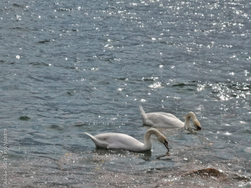 Fototapeta premium family of swans