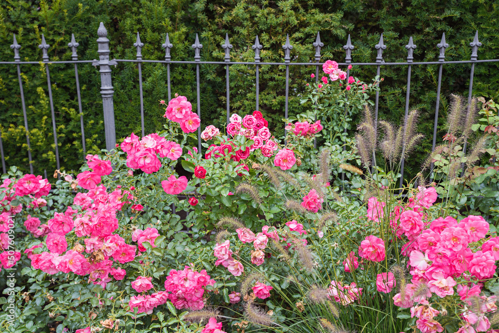 blooming pink rose bushes in front of a iron fence and green hedge