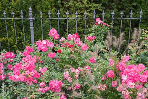 blooming pink rose bushes in front of a iron fence and green hedge