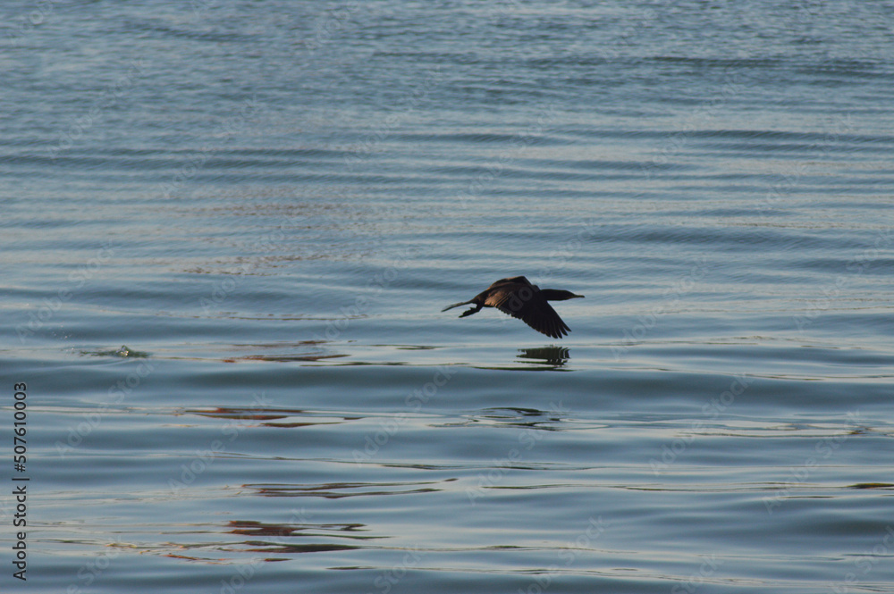 seabird flying over the pacific ocean
seabird flying over the pacific ocean