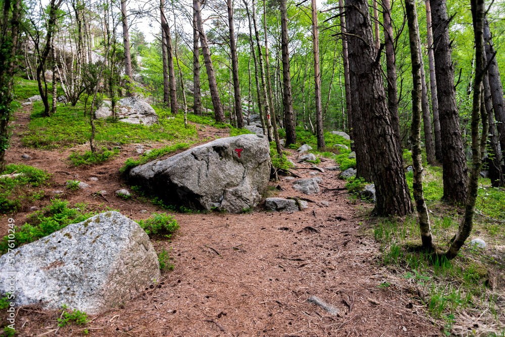 Red T marks on a boulder and a tree on a hiking trek to Lifjel mountain, Sandnes, Norway, May 2018
