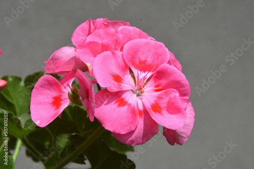 Fototapeta Naklejka Na Ścianę i Meble -  kwiaty pelergonii różowe