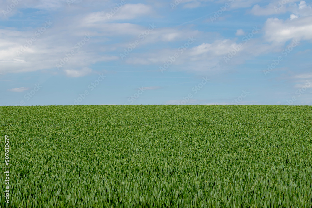 Selective focus of rye grain plant on the field under blue sky and white cloud, Young ears of green wheat in the farm in spring, Agriculture industry in countryside, Nature pattern background. Selective focus of rye grain plant on the field under blue sky and white cloud, Young ears of green wheat in the farm in spring, Agriculture industry in countryside, Nature pattern background.